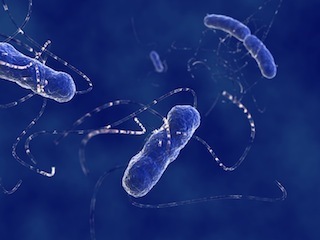 gutbacteria