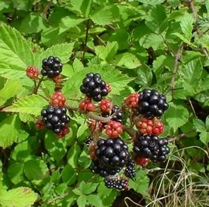 Blackberries_on_bush