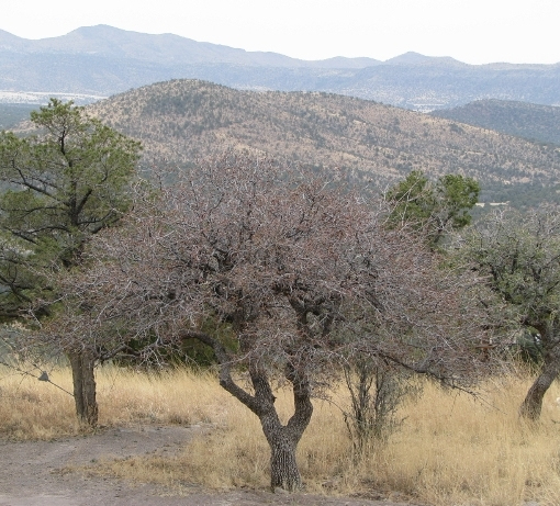 April Oak Gray 3 (640x480)