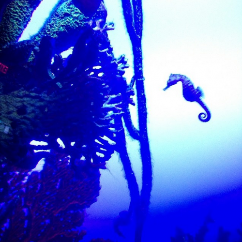 seahorse