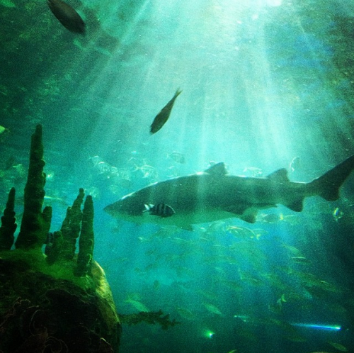 dramatically lit shark