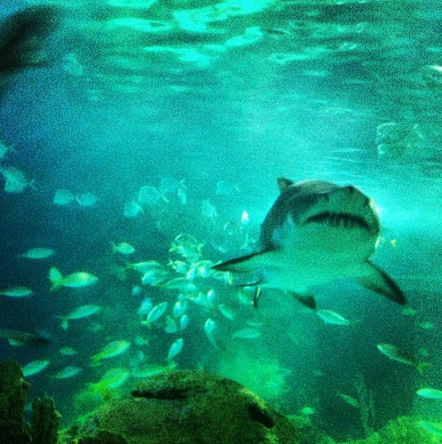 shark