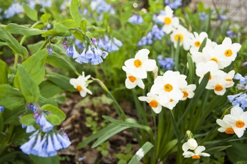 jonquils and Virginia bluebells April 2014