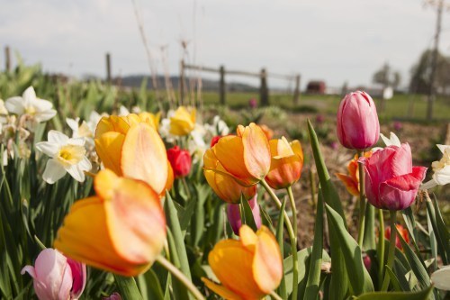 tulips and daffodils April 2014
