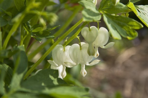 white bleeding heart