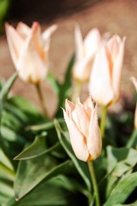 Elise tulips