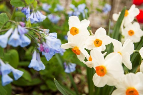 Bluebells, daffodils and tulips.jpg smaller