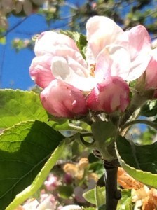 Apple blossom's from 1906 tree.