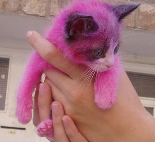 petting cat photo: cat 94californiacat.jpg