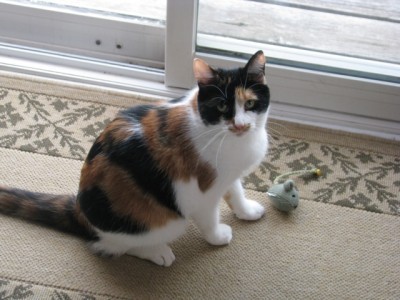 patricia's cat maggie