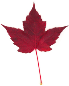 maple_leaf