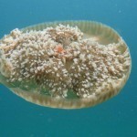 UnderWater