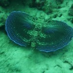 FlyingGurnard