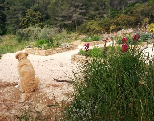 Mediterranean-forest
