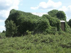 kudzu