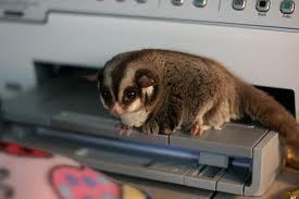 Look how sad this little guy is. HE HAD TO MAKE FRIENDS WITH A PRINTER, YOU GUYS.