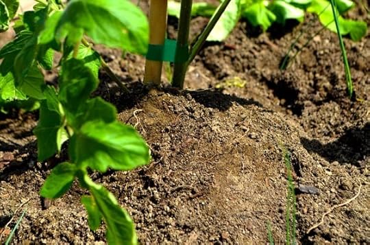 compost-beds-planted
