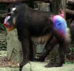 baboon