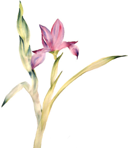 iris1