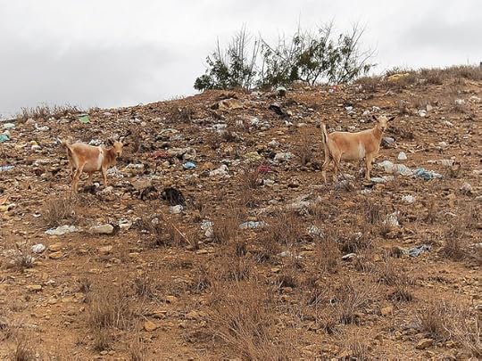 Reason why I don't eat Goat Meat