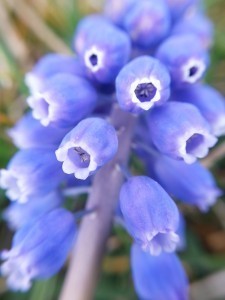 violet