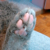 What A Wonderful Foot