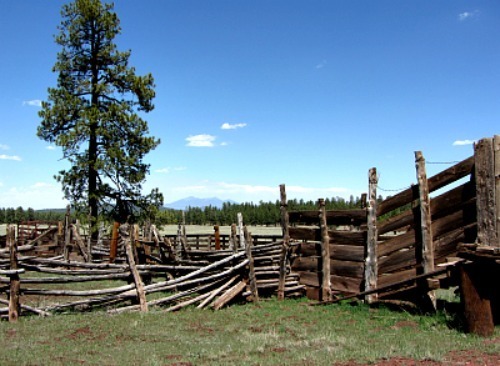 Cattle pens & San Francisco Peaks - Carol Cox