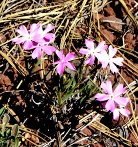 Wildflowers in the rocks - Carol Cox