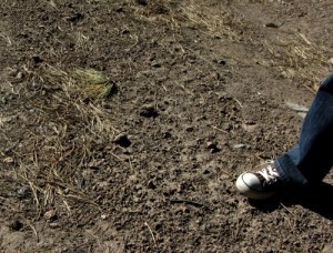 A flicker of movement in the pine needles - Carol Cox