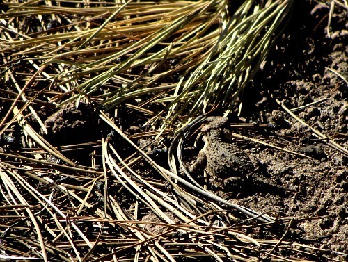 Horned lizard - Carol Cox