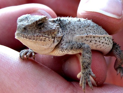 Horned lizard closeup - Carol Cox