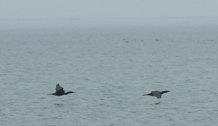 Cormorants in flight