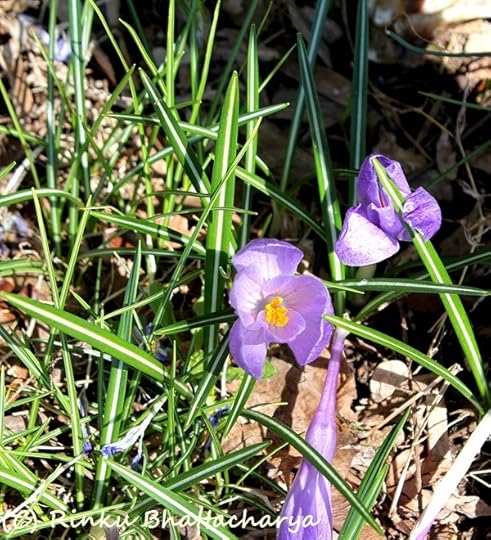 Crocuses