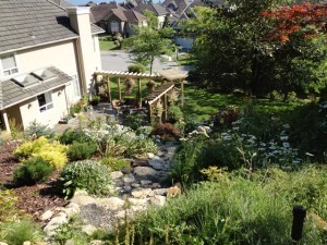 Outdoor yard in summer
