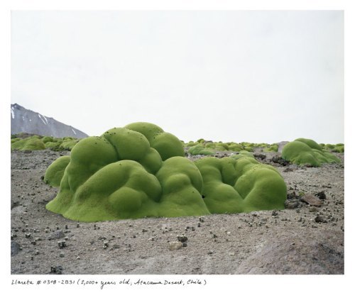 the-oldest-living-things-in-the-world-by-rachel-sussman-5