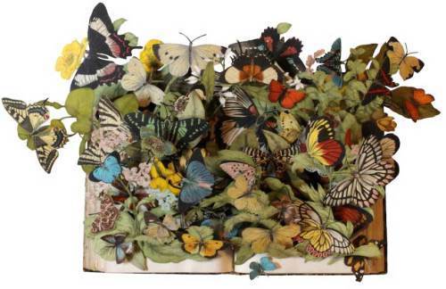 Kerry-Miller-a-hand-book-to-the-order-lepidoptera-by-w-h-kirby1