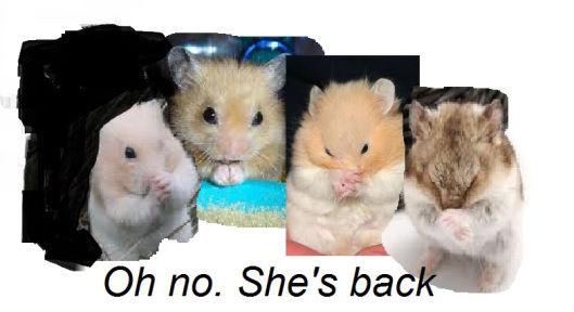 article-new-thumbnail_ehow_images_a06_07_3v_hamsters-care-training-800x800