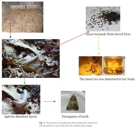 insect-tea