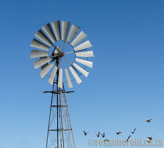 Karoo