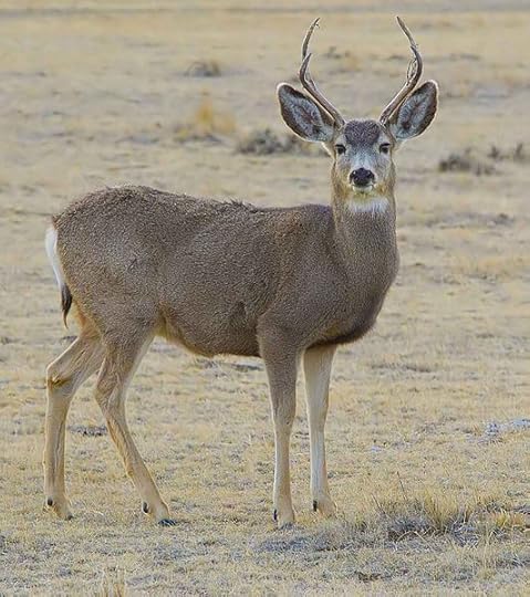 mule-deer-male