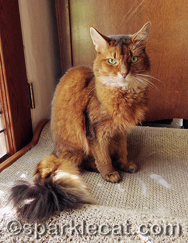 My human only used this photo to use my tail as an example - she says I look grumpy