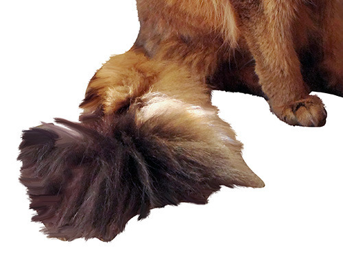 I wish my human brushed me for real more often