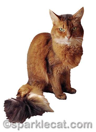 I like my tail MUCH better here!