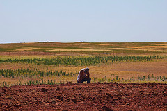 Parched ground