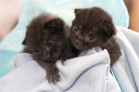 newborn_kittens