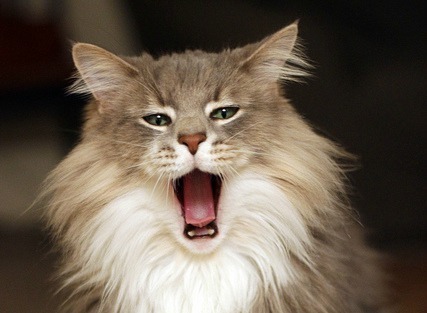 hairballs_in_cats