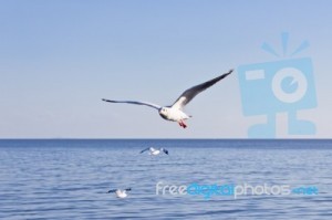 seagull-flying-on-blue-sky-10065599 (1)