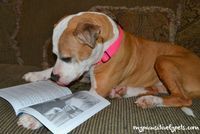 PawsitivelyPetsShinertheDogreadingPOD