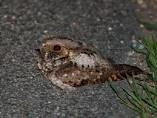 whipoorwill
