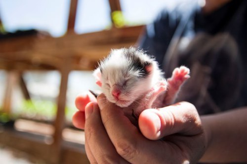 kitten Cedric look alike.jpg1